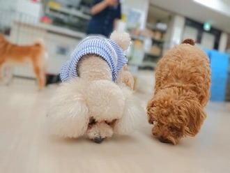 クンクン🐾