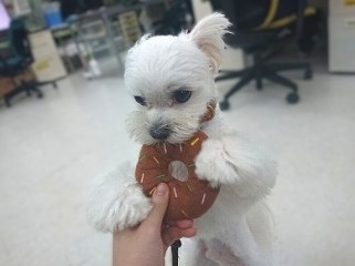 いただきます😋