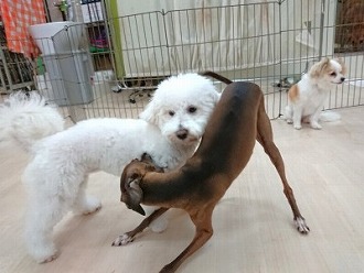 「あそぼー!!」