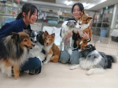 シェルティーの集い🍀