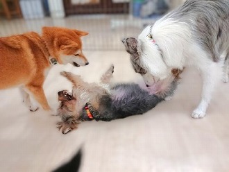 やめて～