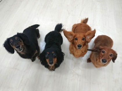 ダックスちゃんたち集合！！