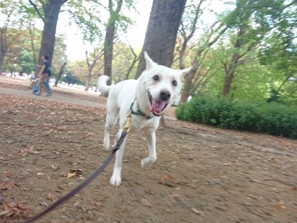 ルンルン🎵🐕