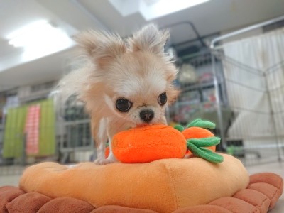 おいしいかも🥕