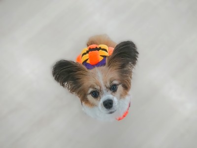 先取りハロウィン🎃🌟
