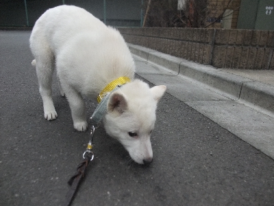 ソラちゃんのしつけ　北海道犬　４