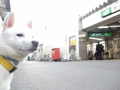 ソラちゃんのしつけ　北海道犬　６