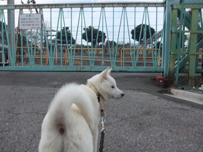 ソラちゃんのしつけ　北海道犬　１０