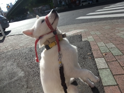 ソラちゃんのしつけ　北海道犬　１７