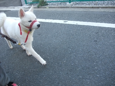 ソラちゃんのしつけ　北海道犬　２０