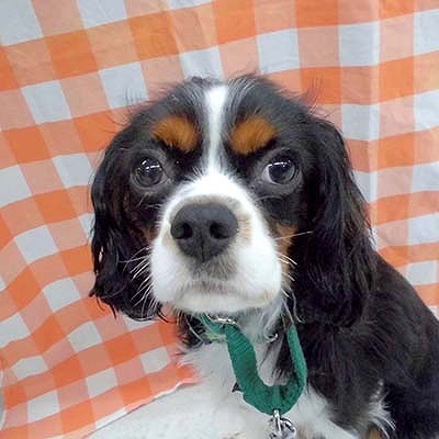 キャバリア キング チャールズ スパニエル 犬のしつけ教室dogly