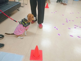 イベント：保護犬とお茶会2026/5|犬のしつけ教室DOGLY東京
