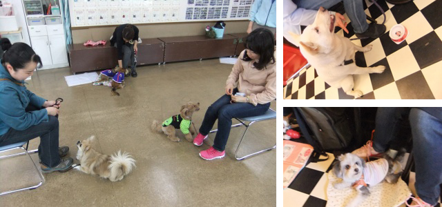 イベント ドッグカフェイベント 13 4 犬のしつけ教室dogly東京