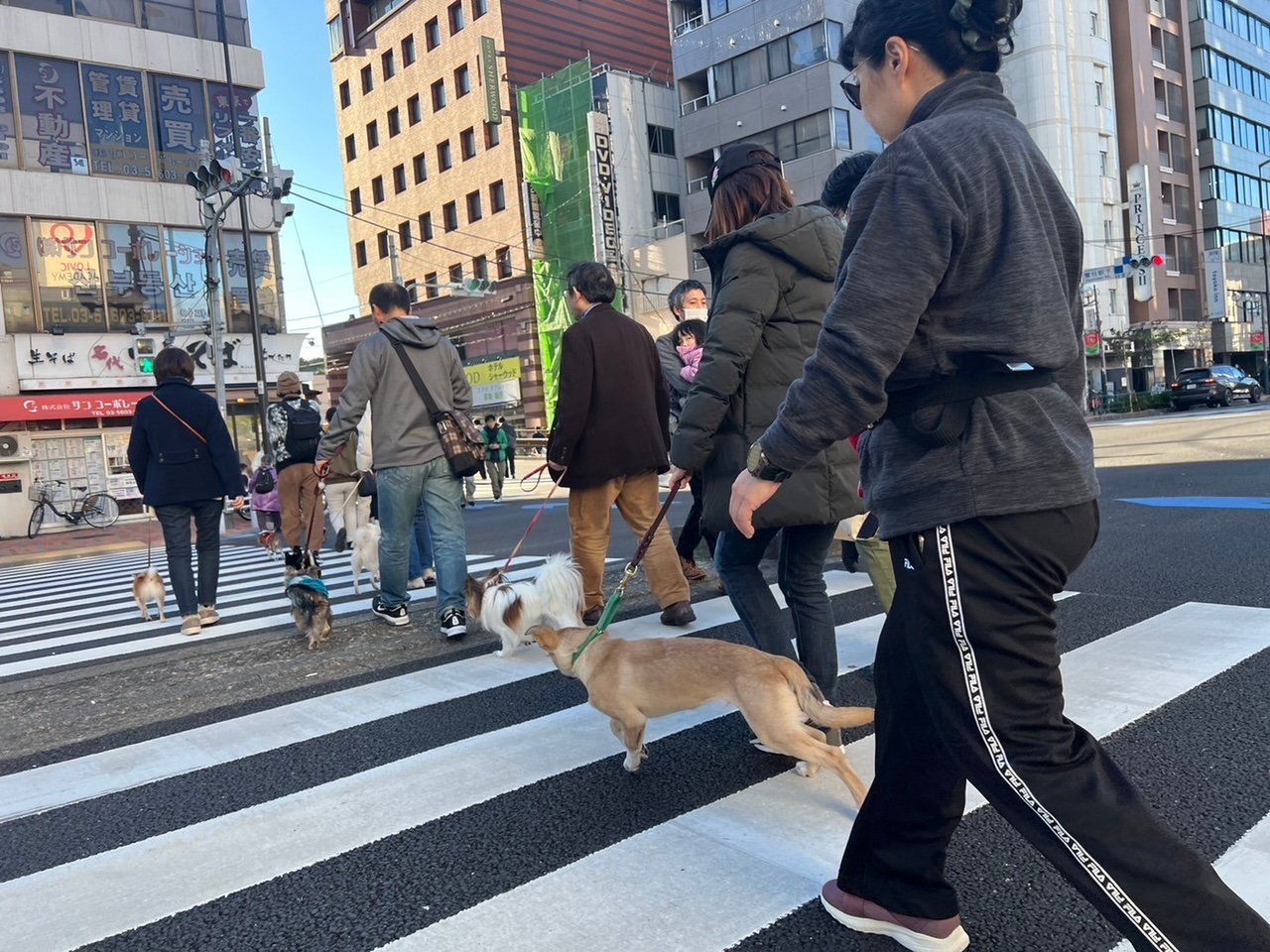 イベント：わんわんウォーキング2024/11|犬のしつけ教室DOGLY東京