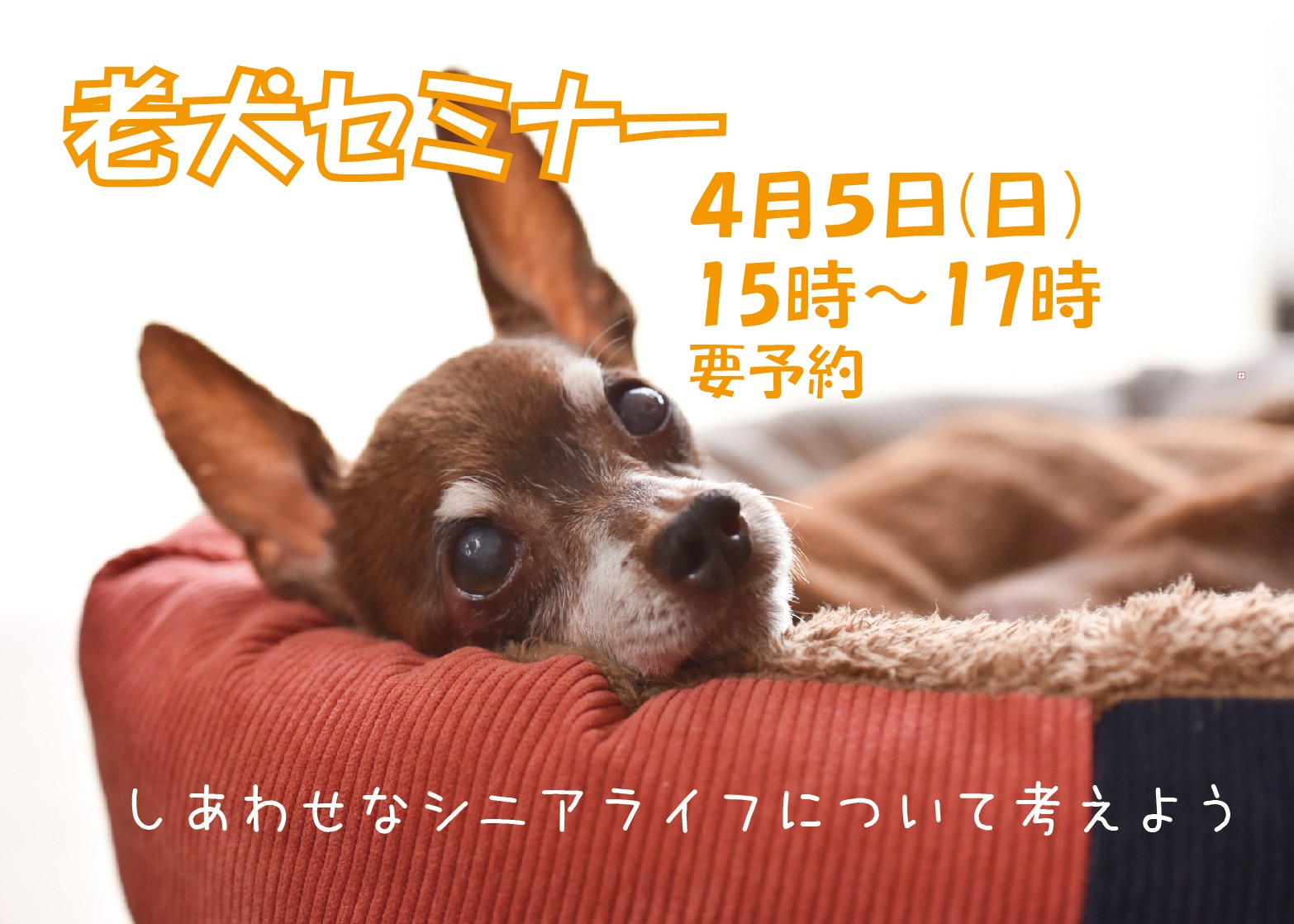 老犬セミナー