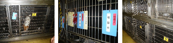 東京都動物愛護相談センター世田谷本所の収容施設内写真1