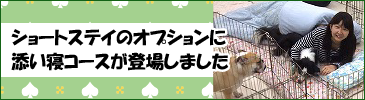 添い寝コース