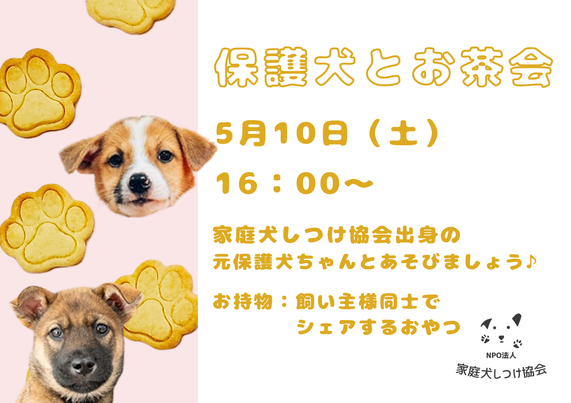 保護犬とお茶会