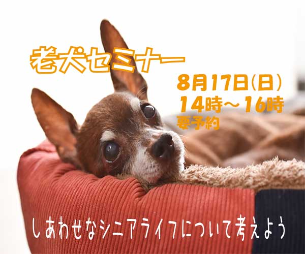 老犬セミナー